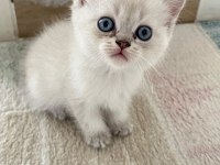 British shorthair blue point 45 günlük