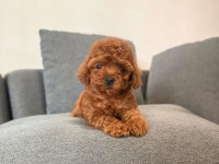 Toy poodle bebekler köpeklerimiz
