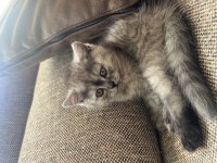 BRİTİSH SHORTHAİR KEDİSİ