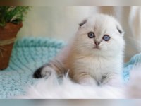 ÜST DÜZEY KALİTE SCOTTİSH FOLD YAVRULARIMIZ