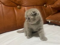 Scottish fold kedimiz yeni ailesine gitmeye hazır