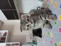 Yavru scottish fold