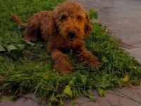 YETİŞKİN POODLE