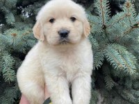 Baby Face Golden Bebekler