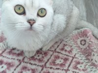 British shorthair kızımıza yeni yuva arıyoruz