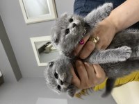 Gri scottish fold cins kedimiz