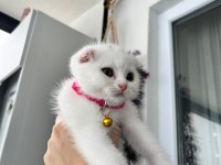 3 aylık dişi scottish fold beyaz