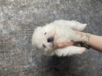 Pomeranian boo yavruları