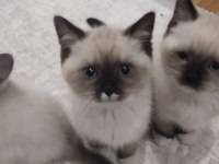 Mitted Yavru Kedilerimi Sahiplendirmek İstiyorum