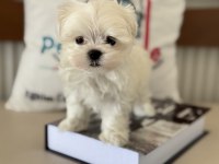 Petmode köpek çiftliğinden tea cup kore maltese