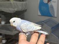 Ele alıştırmalık bebek muhabbet kuşları