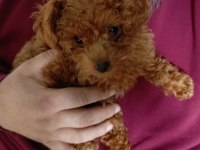 Teacup poodle