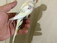 34 GÜNLÜK KUSURSUZ BEBEK MUHABBET KUŞU