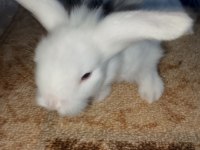 Teddy lop tavşanı yavrular mavi goz