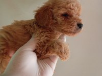IRK VE SAĞLIK GARANTİ MALTİPOO YAVRULARIM