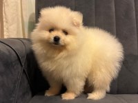 POMERANIAN YAVRULARIMIZ SİZLERLE