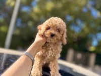 Lokum dişi 3 aylık wc eğitimli maltipoo