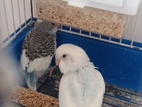 Yavru ve yetişkin çift kuşlar