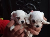 Minyatür Irkın Güzelliği Maltese