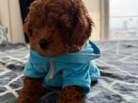 3 aylık poodle oğlum en fazla 3 kg olacak