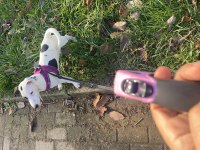 Ücretsiz jack russell tuvalet eğitimi var