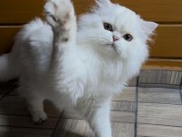 Muhteşem yakışıklı british longhair paşamız