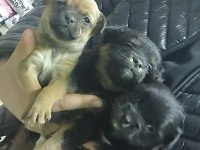 Pinscher yavrular ırk garantili yavrular