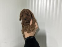 Kore kan red brown toy poodle