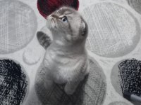1 Yaşında Eğitimli Scottish Fold Prenses