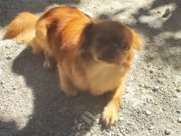 9 aylık dişi pekinez