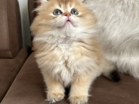 British Longhair Golden Bebeklerim Dişi Erkek