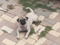 Pug 1 Yaşında Sevecen