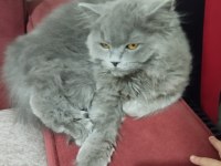 British longhair kızıma yuva arıyorum