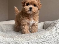 Kore maltipoo yavrular özel olmak isteyenlere özel