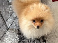Pomeranian boo 5 aylık