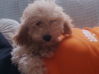 Poodle Yuvam olmak istermisin