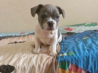 Fransız bulldog köpeğimiz