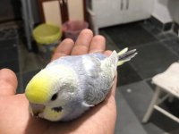 Mor Rainbow Muhabbet Kuşu Yavrular