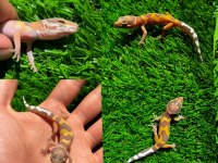 Leopard geckolar