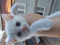 British shorthair kedimize yuva arıyoruz