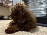 Toy Poodle Brown