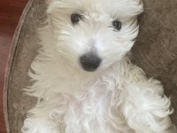 MALTİPOO 4 AYLIK EĞİTİMLİ