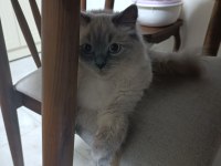 Ragdoll Cinsi Kızıma Eş Arıyorum