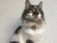 Tatlı kedimiz Mila için yeni ve mutlu bir yuva arıyoruz
