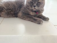 British shorthair orjinal