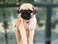 Erkek ve Dişi Pug Yavrular Sizlerle