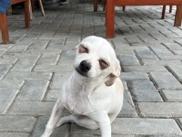 4 aylık erkek şivava yavrumuz