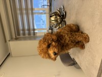Erkek Toy Poodle