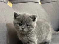 Orjinal british shorthair