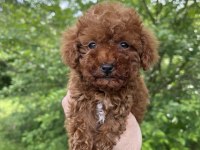 SAFKAN KORE KAN UYGUN FİYAT SAĞLIK GARANTİSİ POODLE